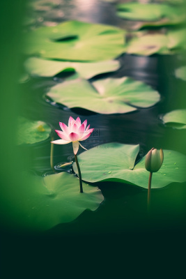 绿色清爽荷花节气背景 绿色清爽荷花节气背景