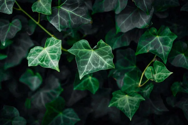 清新绿叶绿植植物叶子特写立夏夏至大暑春夏摄影图 清新绿叶绿植植物叶子特写立夏夏至大暑春夏摄影图