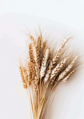 秋天小麦麦穗粮食芒种立秋秋分摄影图