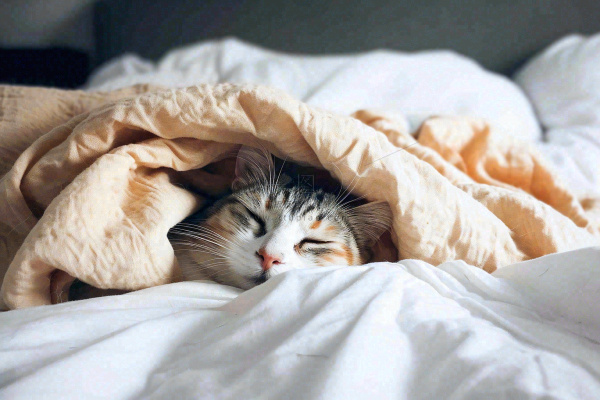 被窝里睡觉的猫猫,可爱的动物摄影图 被窝里睡觉的猫猫,可爱的动物摄影图