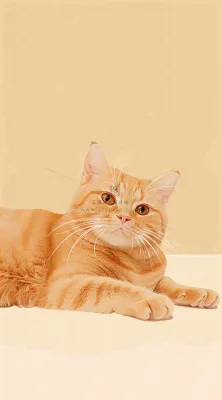 猫狗宠物店宣传卡通插画背景 猫狗宠物店宣传卡通插画背景