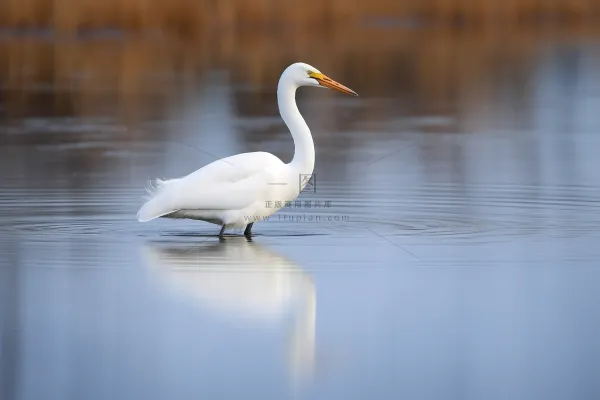 秋季白鹭在水面觅食摄影图