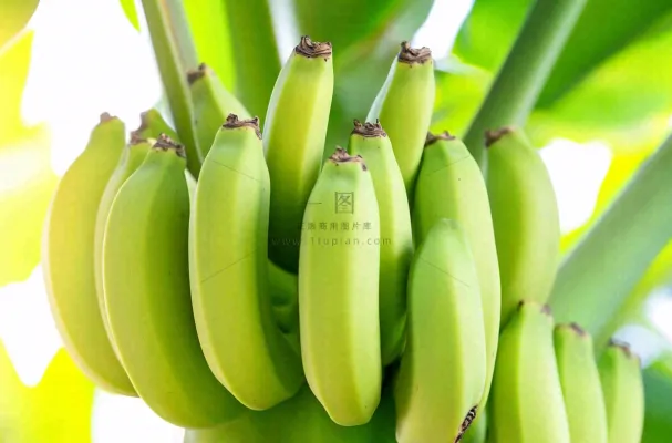 香蕉树芭蕉叶青香蕉水果摄影图