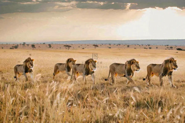 狮子动物非洲草原保护动物摄影图