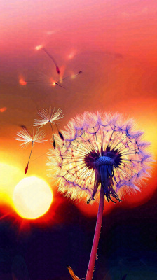 春天落日户外分散种子蒲公英夕阳晚霞摄影图