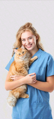 萌宠宠物医院医生抱着猫咪摄影图背景 萌宠宠物医院医生抱着猫咪摄影图背景