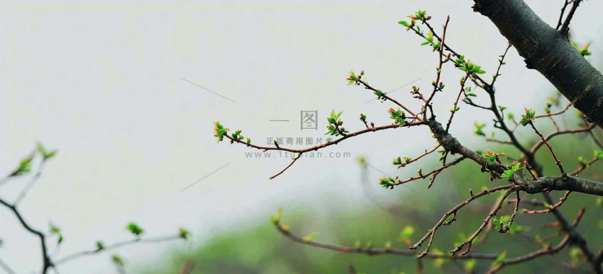 春天枝叶萌芽发芽绿叶，简约清新立春摄影图