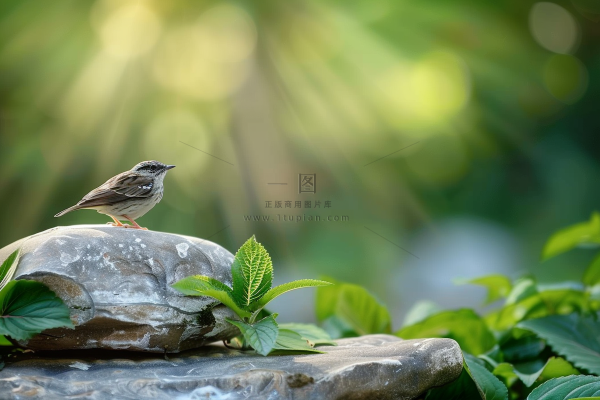 夏日公园石头上的小鸟绿意摄影图