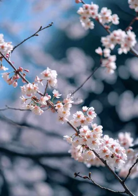 冬天浪漫白色花朵枝叶，冬季植物大雪小雪冬至新春摄影图