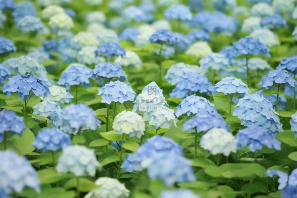 蓝白色绣球花海摄影图