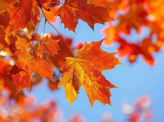 金秋红枫叶梧桐叶蓝天背景立秋秋分处暑摄影图 金秋红枫叶梧桐叶蓝天背景立秋秋分处暑摄影图
