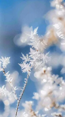 冬天结霜的植物白霜寒冷霜降摄影图