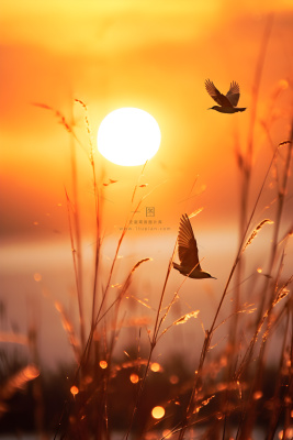落日枝叶露珠意境晚霞背景