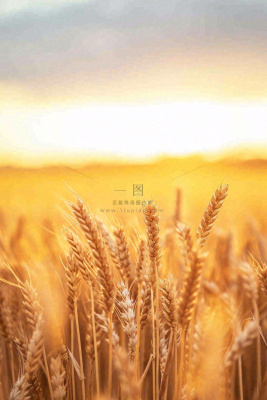 秋天收获小麦收割落日，秋分芒种小满粮食摄影图