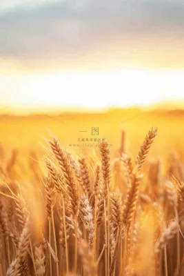 秋天收获小麦收割落日，秋分芒种小满粮食摄影图