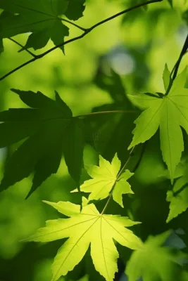 阳光绿叶清新节气海报背景 阳光绿叶清新节气海报背景