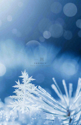 冬天挂满白霜的松针树寒冷霜降摄影图