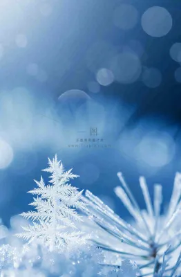 冬天挂满白霜的松针树寒冷霜降摄影图