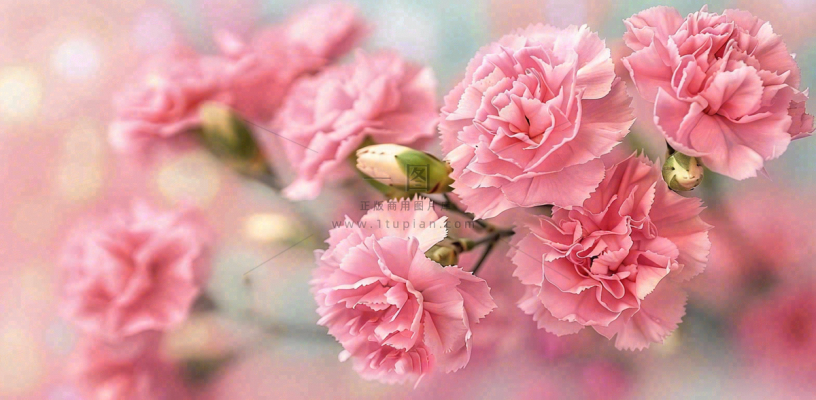 粉色康乃馨鲜花妇女节摄影图