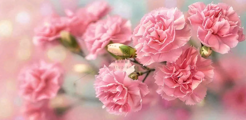 粉色康乃馨鲜花妇女节摄影图