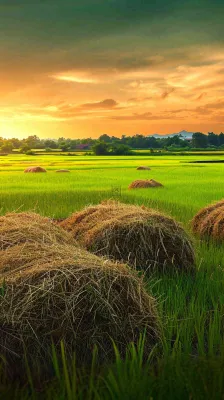 春天落日温馨稻草水稻农田种植，小满芒种摄影图