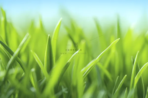 小草嫩叶嫩芽绿色海报素材背景 小草嫩叶嫩芽绿色海报素材背景