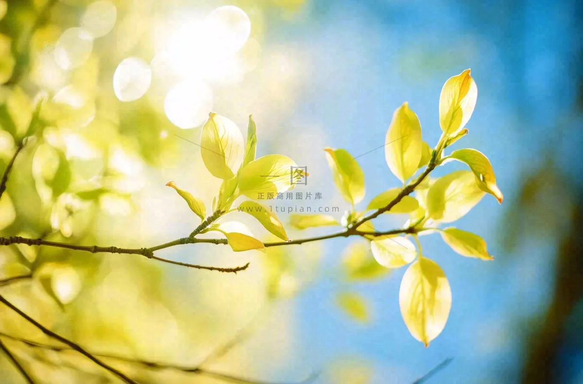 阳光下的绿叶枝头树摄影图