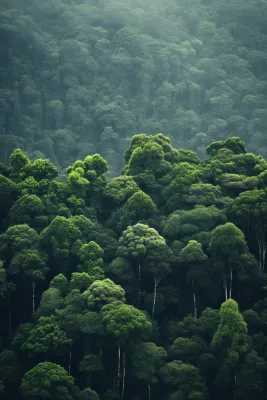 热带雨林森林树木摄影图