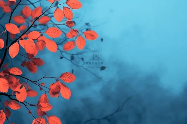 红叶大气简约蓝色背景 红叶大气简约蓝色背景