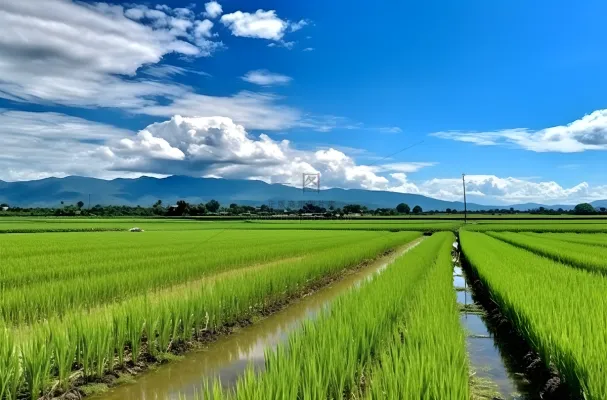 背景是蓝天的绿色稻田插秧摄影图