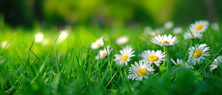 夏至夏天向阳菊花草地立夏小暑摄影图