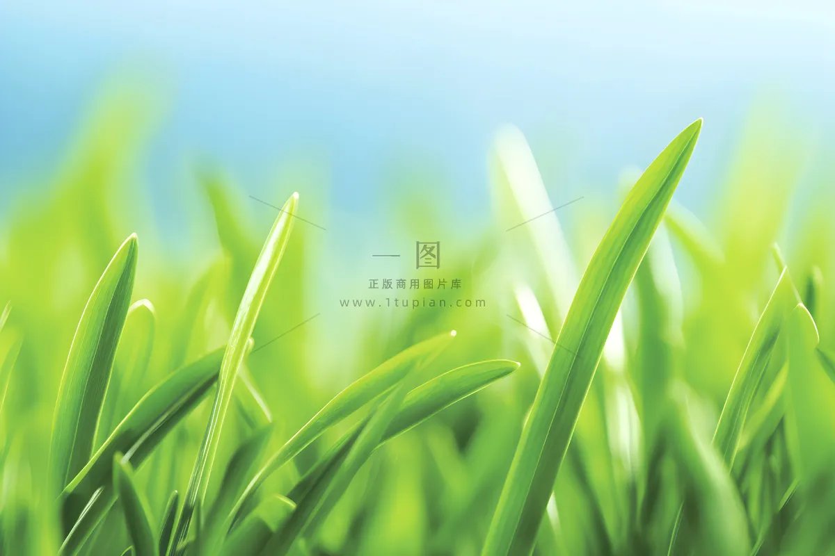 小草嫩叶嫩芽绿色海报素材背景