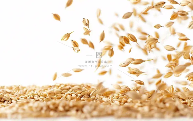 世界粮食日谷物米饭稻谷小麦摄影图