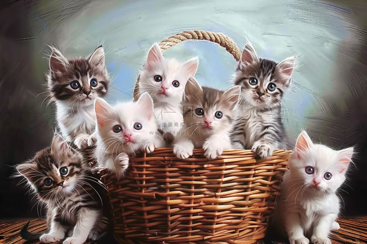 猫咪宠物猫可爱动物摄影图