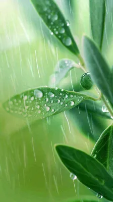 春天梅雨时节绿叶谷雨寒露摄影图 春天梅雨时节绿叶谷雨寒露摄影图