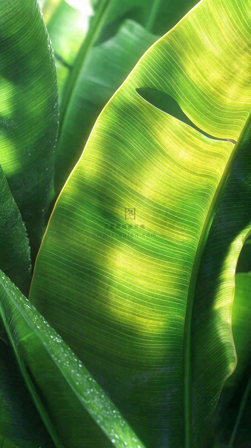 香蕉树芭蕉叶绿色植物摄影图