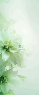 白色清新花朵朦胧唯美意境，鲜花摄影图