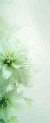 白色清新花朵朦胧唯美意境,鲜花摄影图 白色清新花朵朦胧唯美意境,鲜花摄影图