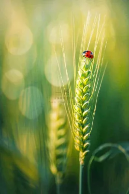 绿色小麦麦穗上的瓢虫昆虫小满芒种摄影图