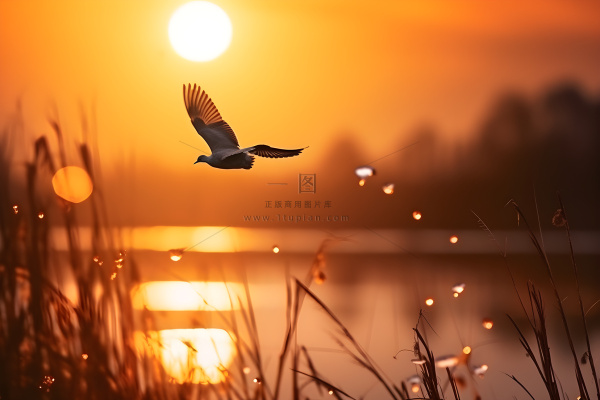 落日枝叶露珠意境晚霞背景