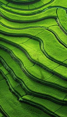 中国梯田绿色水稻小满劳动节摄影图