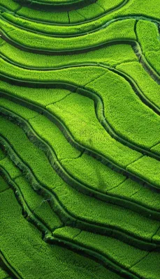 中国梯田绿色水稻小满劳动节摄影图