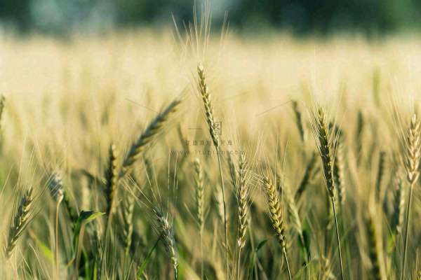 金黄成熟的小麦麦穗农田芒种秋天丰收摄影图