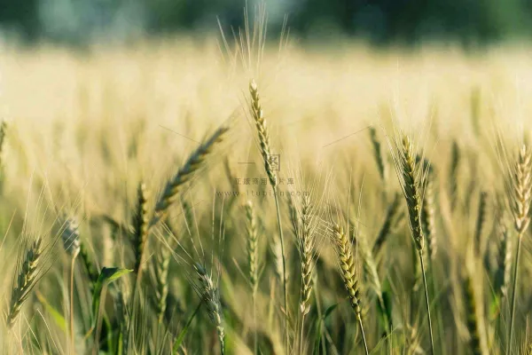 金黄成熟的小麦麦穗农田芒种秋天丰收摄影图