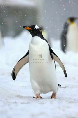 冰雪天地的企鹅寒冷动物摄影图