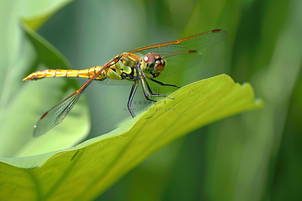 蜻蜓绿叶上停留的竹蜻蜓昆虫春天摄影图