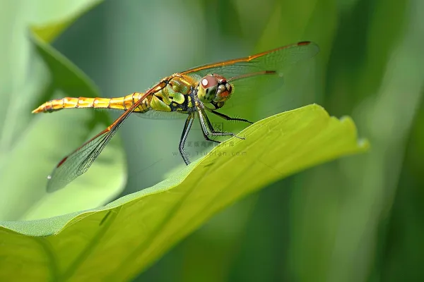 蜻蜓绿叶上停留的竹蜻蜓昆虫春天摄影图