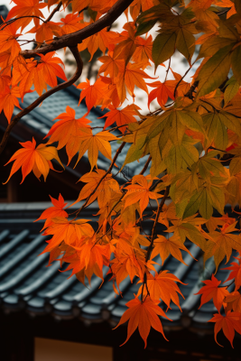 秋末雨过红枫叶苏州庭院风景摄影图