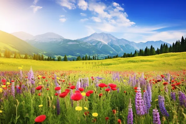 春天高原上的草丛里开满了鲜花摄影图 