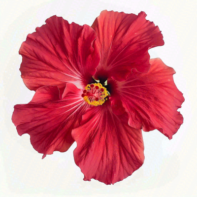 芙蓉花鲜花摄影图